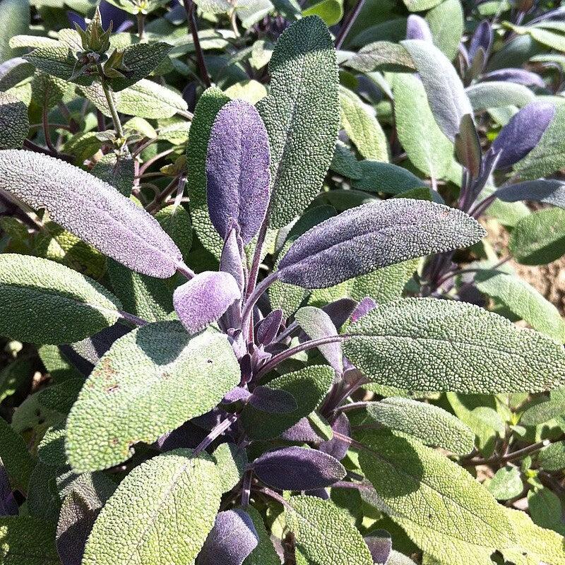 Salvia officinalis ‘Purpurascens’  - Purple Sage