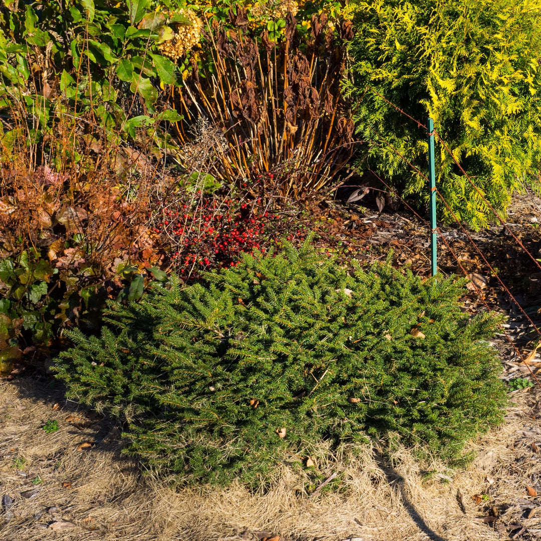 Picea abies 'Nidiformis'  - Bird's Nest Spruce