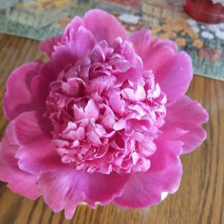 Paeonia 'Petite Renee'  - Petite Renee Peony