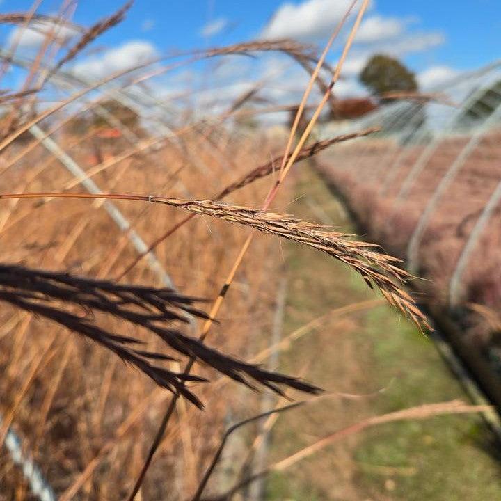 Andropogon gerardii 'Dancing Wind'  - Dancing Wind Big Bluestem