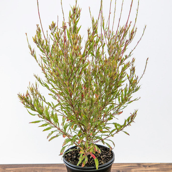 Gaura lindheimeri 'Kleau 04263'  - Belleza™ Dark Pink Gaura