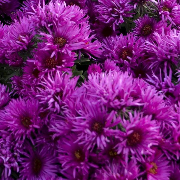 Aster novae-angliae 'Pink Crush'  - Pink Crush Aster