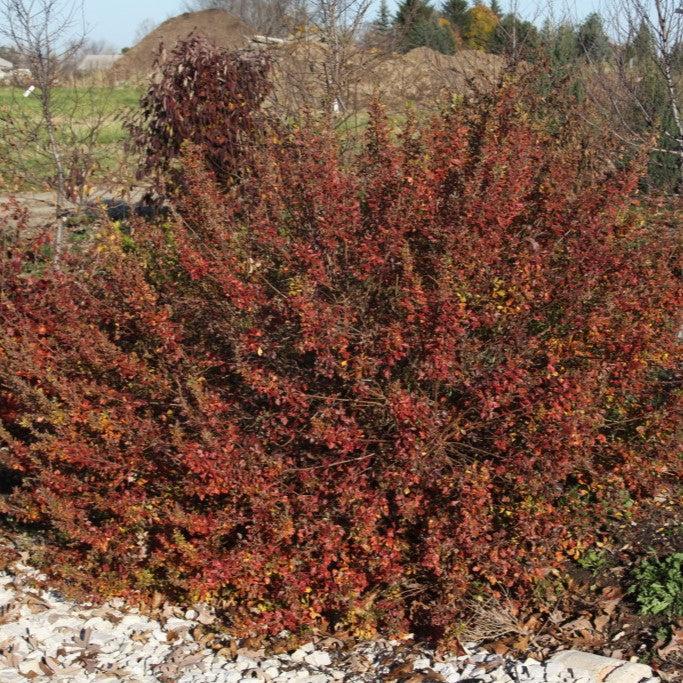 Rhus aromatica 'Fine Textured Compact Select A'  - Lacette™ Sumac