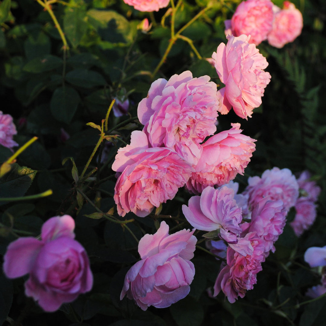 Rosa 'Aushouse'  - Harlow Carr Rose