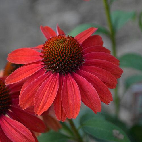 Echinacea 'Frankly Scarlet'  - Color Coded® Frankly Scarlet Echinacea