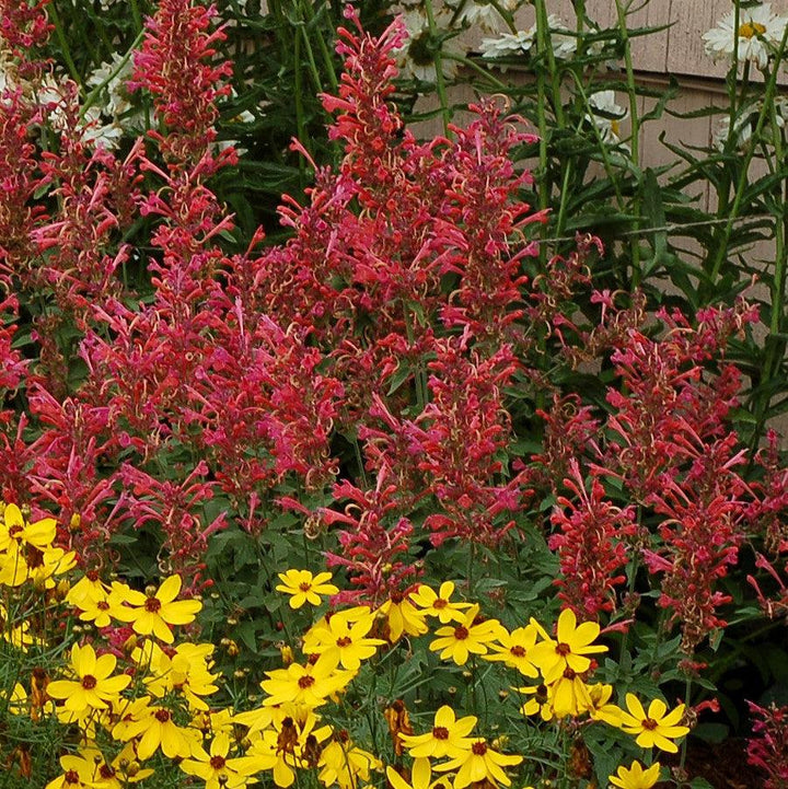Agastache ‘Kudos Coral’  - Kudos™ Coral Hummingbird Mint, Hyssop