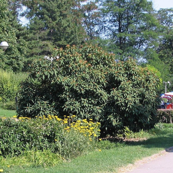 Viburnum rhytidophyllum  - Leatherleaf Viburnum
