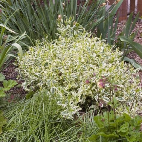 Diervilla sessilifolia 'LPDC Podaras'  - Cool Splash® Honeysuckle