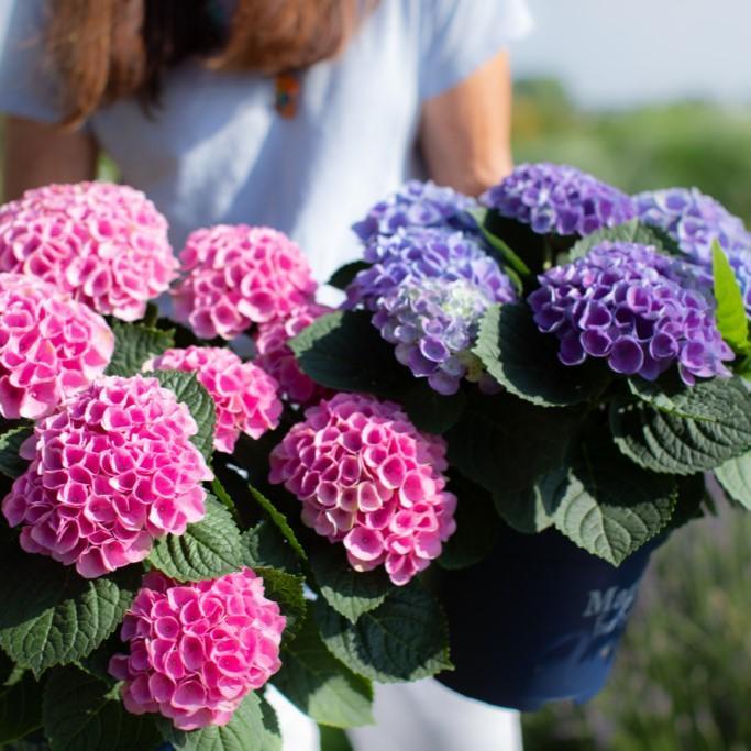 Hydrangea macrophylla 'Hokomarore'  - Magical® Elizabeth Ashley Hydrangea