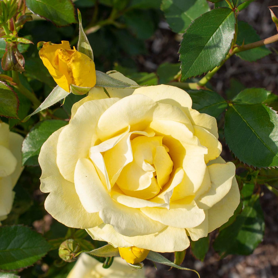 Rosa 'Meianycid' PP 27,894  - Bloomables® Gilded Sun™ Rose