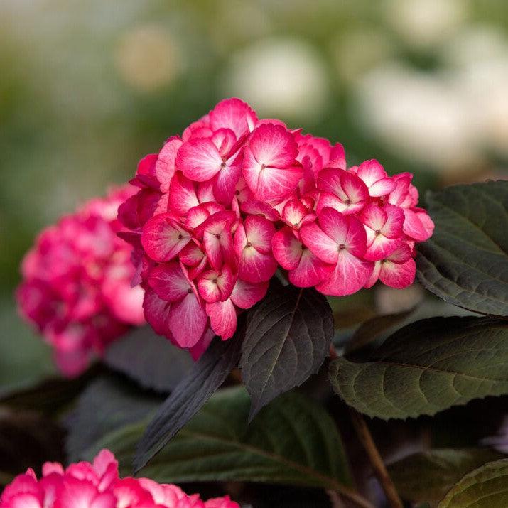 Hydrangea macrophylla 'Bailmacseven'  - First Editions® Eclipse® Hydrangea