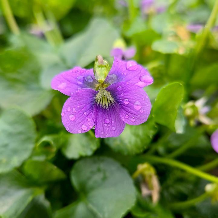 Viola sororia  - Common Blue Violet