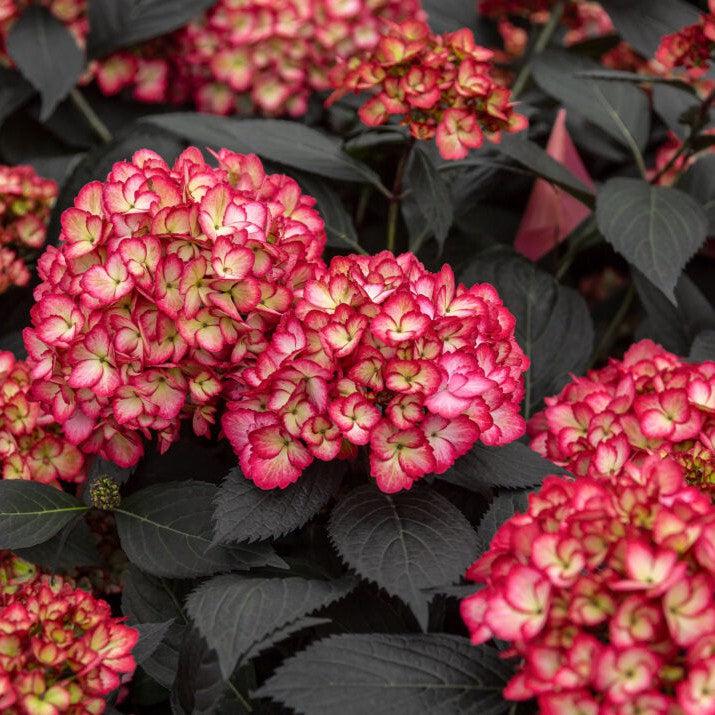 Hydrangea macrophylla 'Bailmacseven'  - First Editions® Eclipse® Hydrangea
