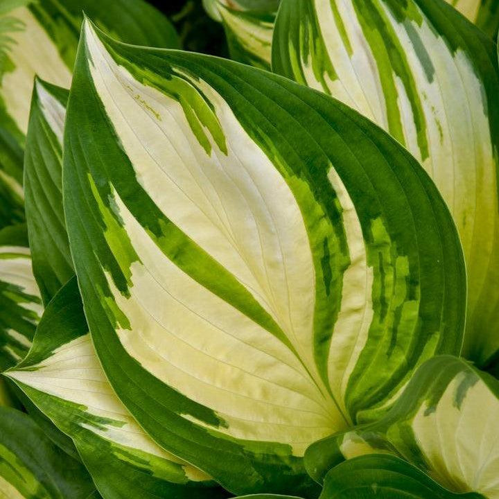 Hosta 'Miss America' PP32,068  - PW® Shadowland® Miss America Hosta