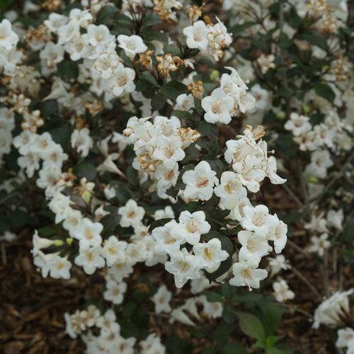 Weigela florida 'SMNWFGC'  - Wine & Spirits® Weigela