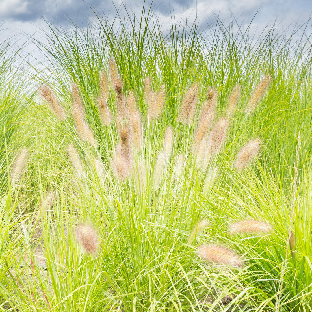 Pennisetum alopecuroides 'JS Jommenik' PP #27,435  - Lumen Gold™ Fountain Grass