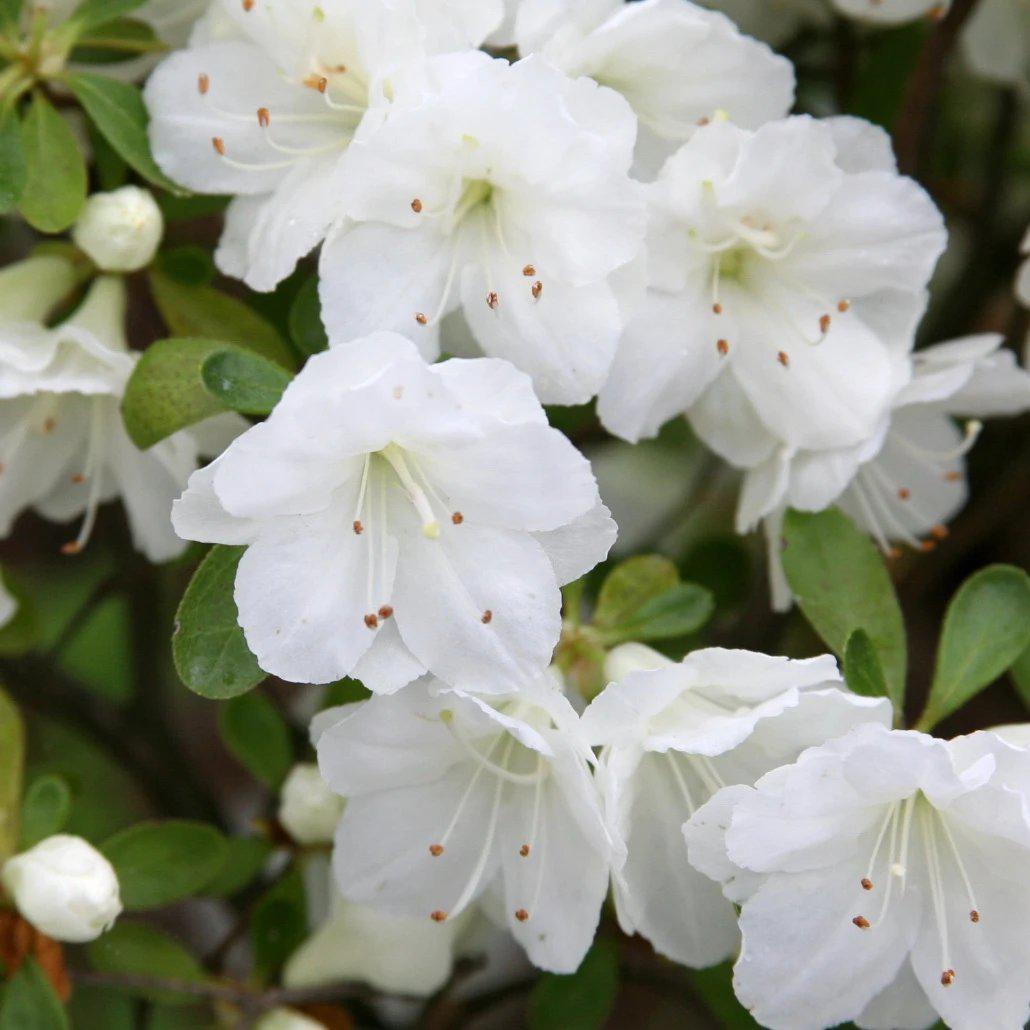 Azalea x 'Gumpo White'  - Gumpo White Azalea