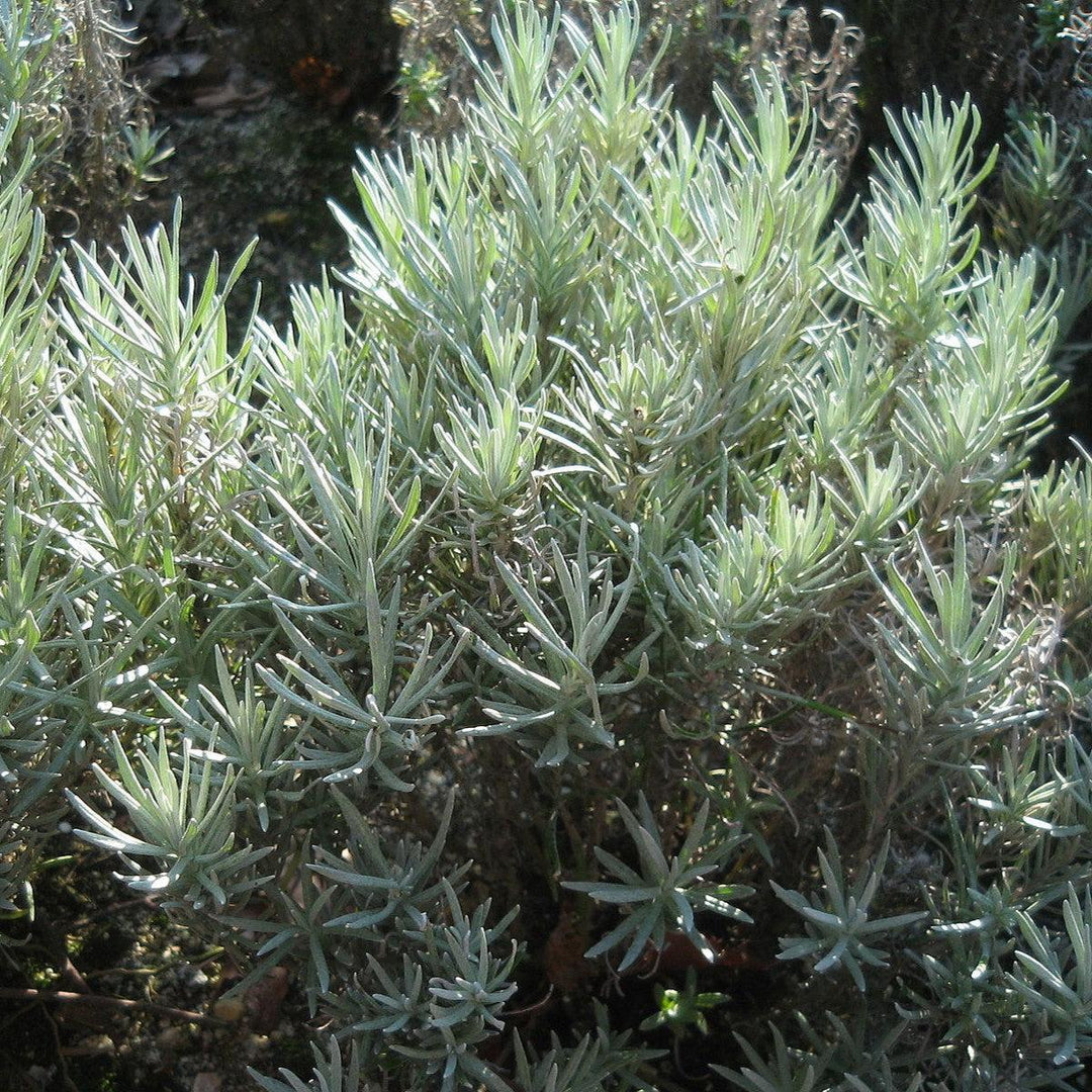 Helichrysum italicum  - Curry Plant