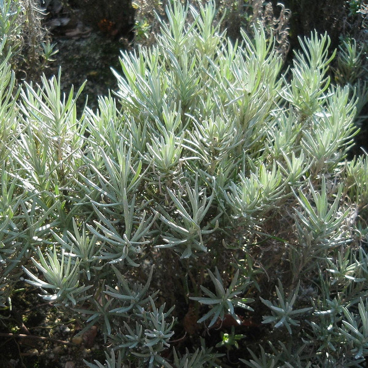 Helichrysum italicum  - Curry Plant