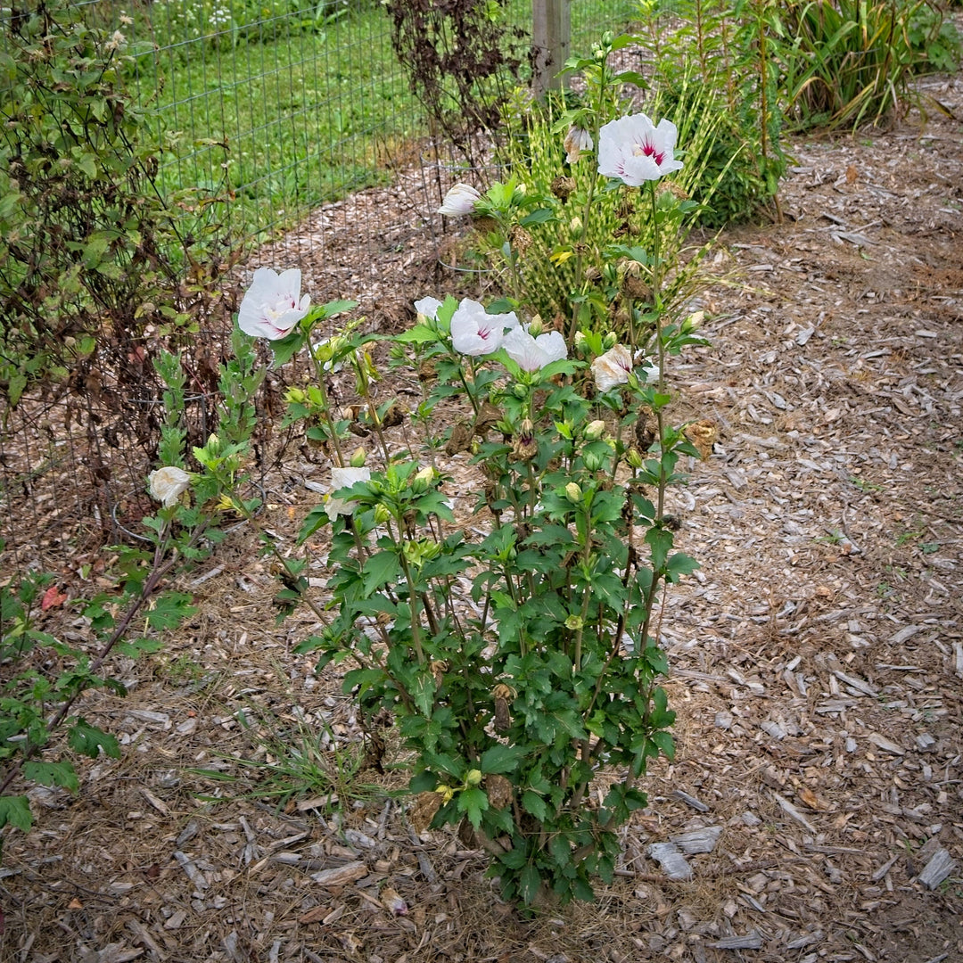 Hibiscus syriacus 'MINFREN'  - First Editions® Bali™ Hibiscus