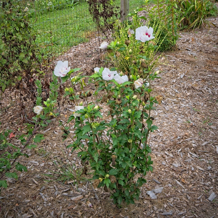 Hibiscus syriacus 'MINFREN'  - First Editions® Bali™ Hibiscus