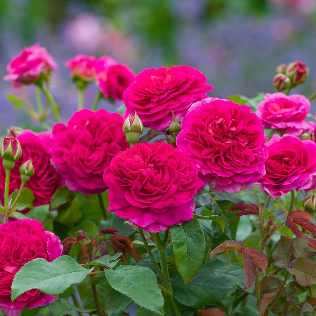 Rosa 'Auscrowd'  - Gabriel Oak Rose