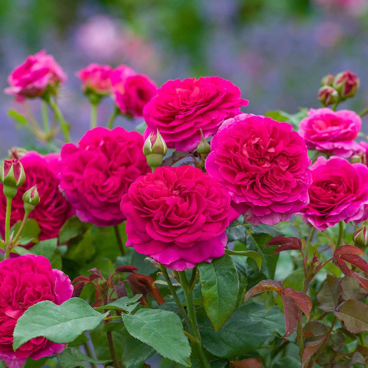 Rosa 'Auscrowd'  - Gabriel Oak Rose
