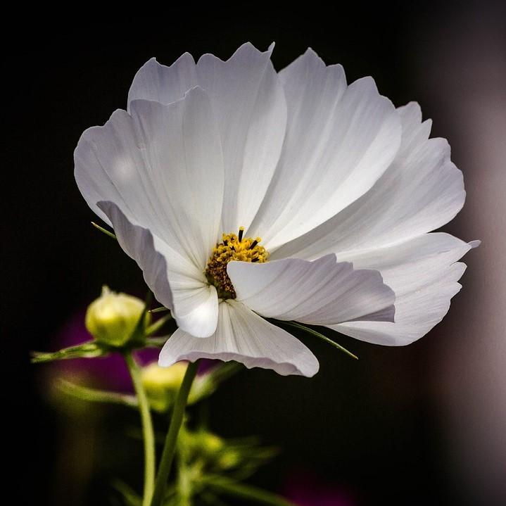 Coreopsis x 'Polaris'  - Big Bang™ Polaris Tickseed