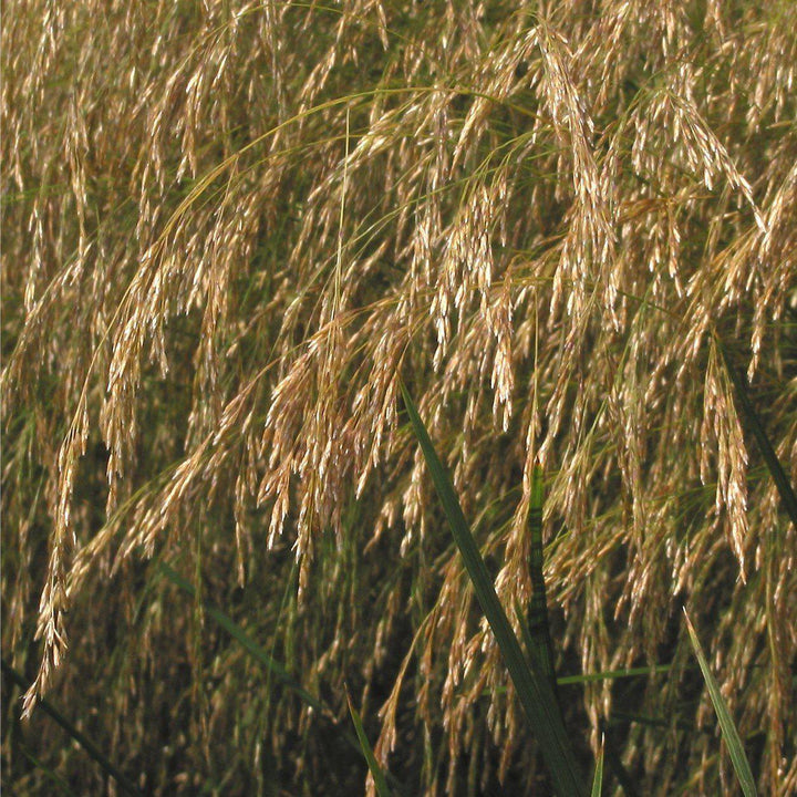 Deschampsia cespitosa  - Tufted Hairgrass