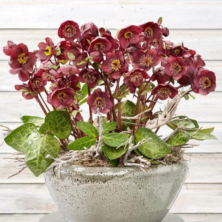 Helleborus x hybridus 'Vibey Velvet'  - FrostKiss™ Vibey Velvet™ Lenten Rose