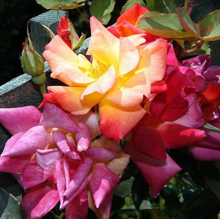 Rosa 'Joseph's Coat'  - Joseph's Coat Rose