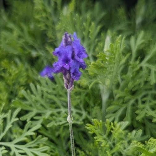 Lavandula pinnata  - Fernleaf Lavender