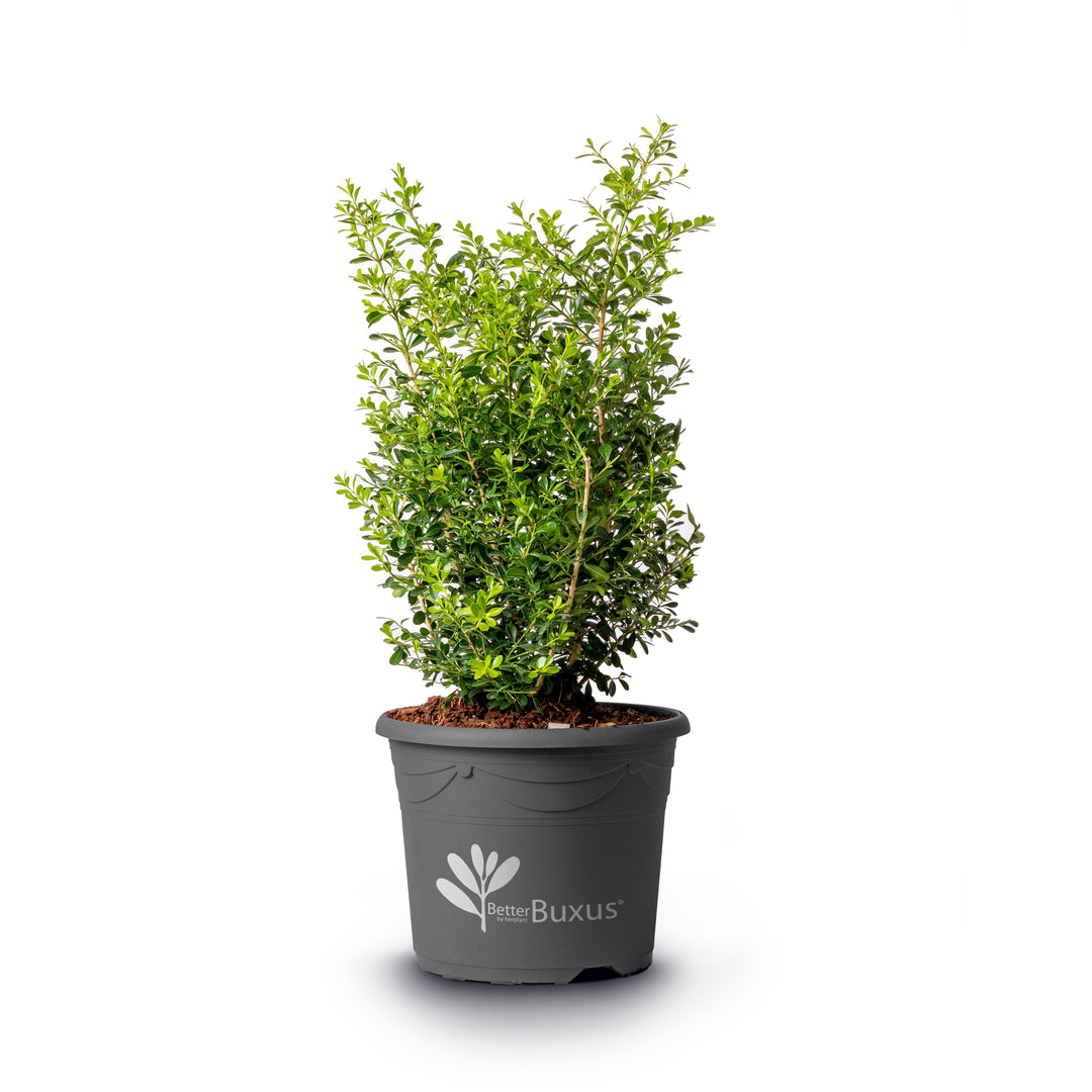 Buxus 'HER2009B03’ PP32275  - BetterBoxwood® Skylight™ Boxwood