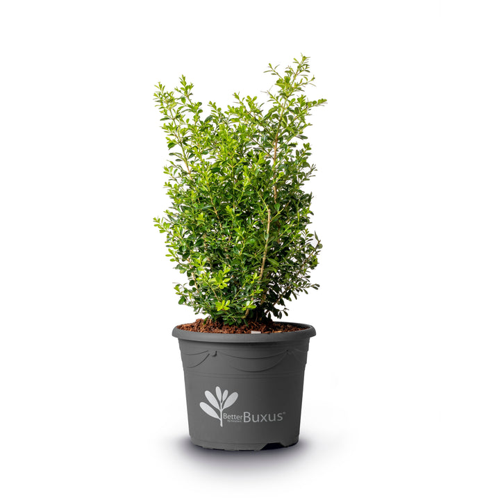 Buxus 'HER2009B03’ PP32275  - BetterBoxwood® Skylight™ Boxwood