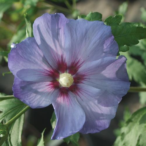 Hibiscus syriacus 'DVPazurri'  - Azurri Blue Satin® Rose of Sharon