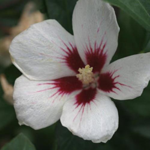 Hibiscus syriacus 'Antong Two'  - PW® Lil' Kim® Hibiscus
