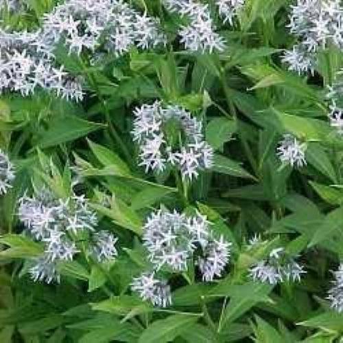 Amsonia tabernaemontana var. salicifolia  - Willow-leaf Blue Star