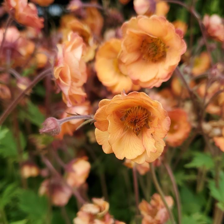 Geum x 'TNGEUTO'  - Tempo™ Orange Avens