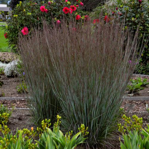 Schizachyrium scoparium 'Blue Paradise'  - 'Blue Paradise' Little Bluestem