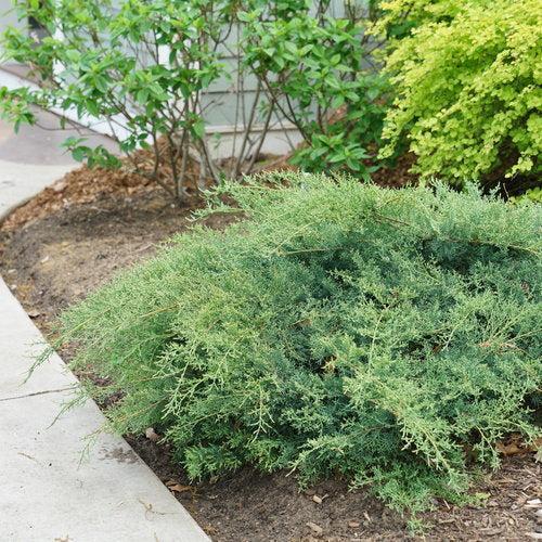 Juniperus chinensis 'SMNJCHM'  - PW® Montana Moss® Juniper