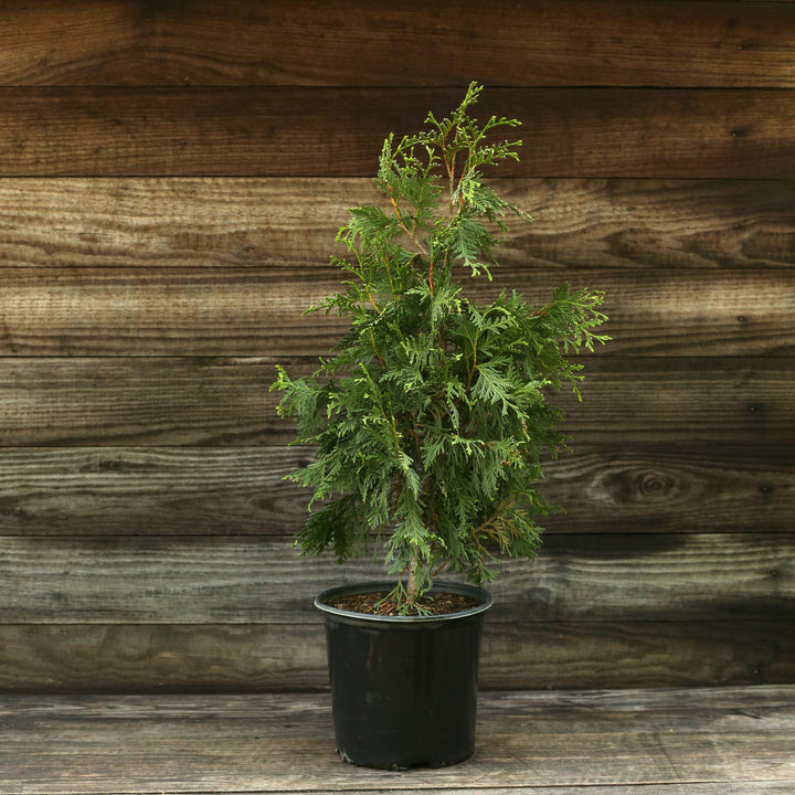 Thuja standishii x plicata 'Green Giant'  - Green Giant Arborvitae