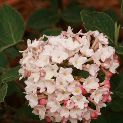 Viburnum carlesii 'SMVCB'  - Spice Baby™ Koreanspice Viburnum