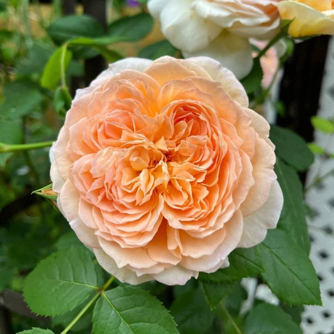 Rosa 'Auschimbley'  - Bathsheba Climbing Rose