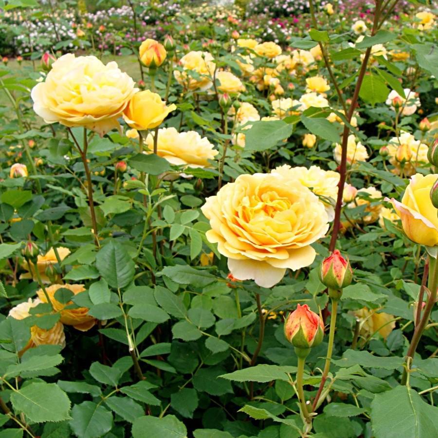 Rosa 'AUSgold'  - Golden Celebration Rose