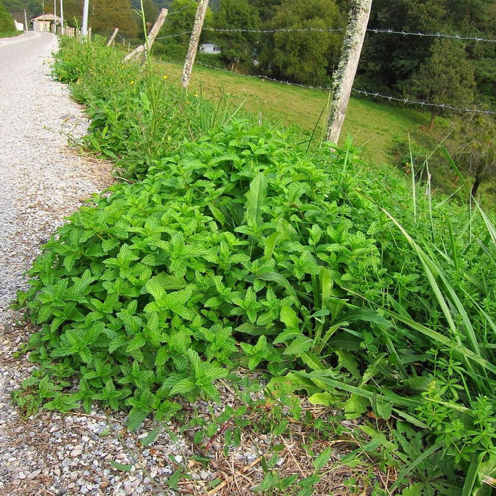 Mentha spicata  - Spearmint