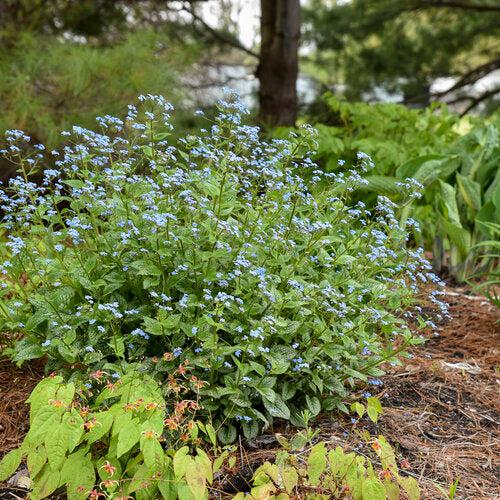 Queen of Hearts Heartleaf Brunnera