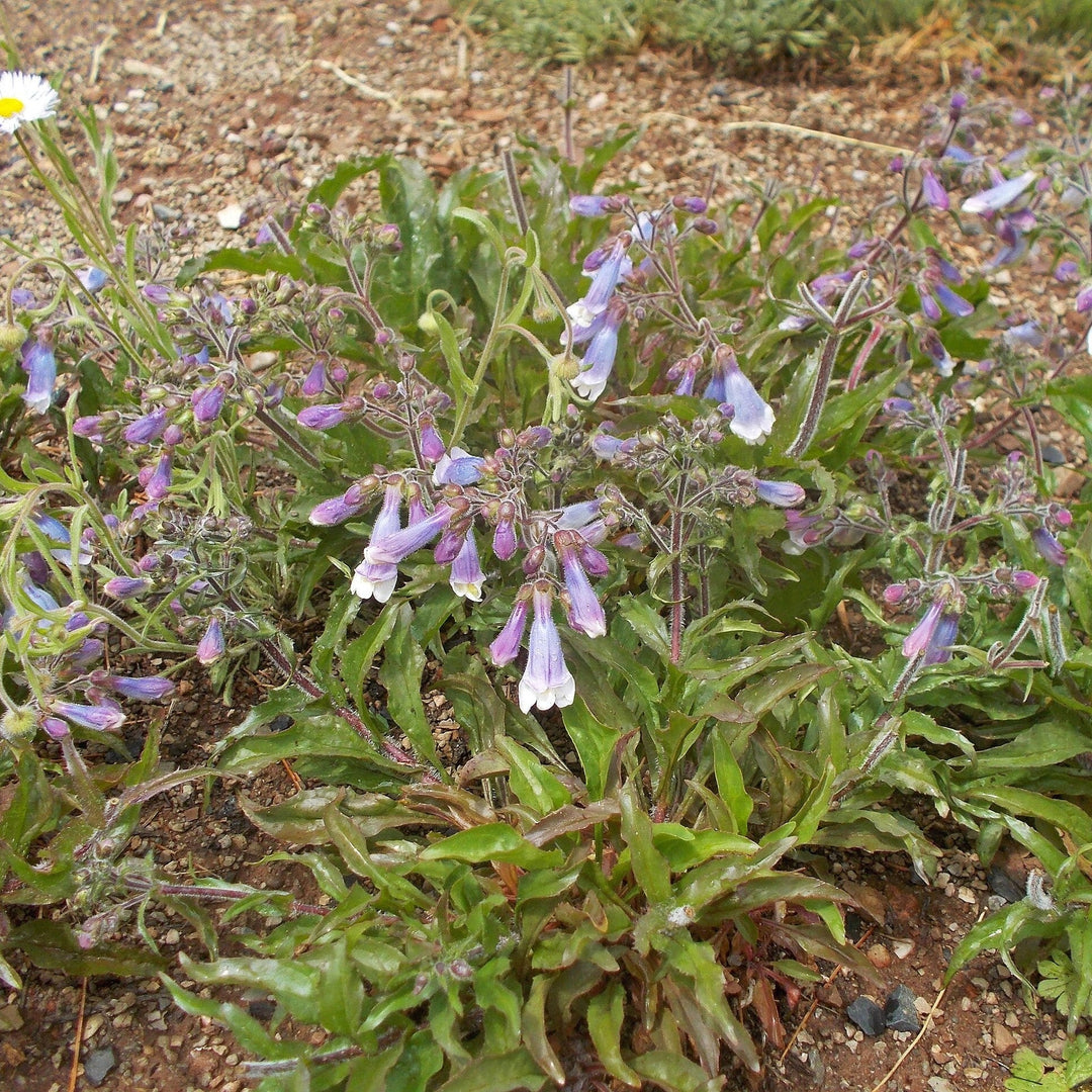 Penstemon hirsutus  - Hairy Beardtongue