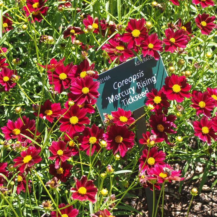 Coreopsis x 'Mercury Rising'  - Big Bang™ Mercury Rising Tickseed