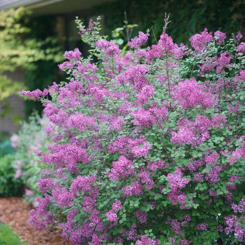 Syringa x 'SMSJBP7'  - Bloomerang® Dark Purple Lilac