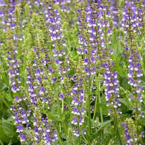 Salvia 'Azure Snow'  - Color Spires® Azure Snow Salvia